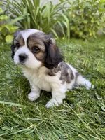 Copper, a male Cavalier King Charles Spaniel for sale in Portland, OR – 2 of 3