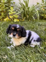 Chester, a male Cavalier King Charles Spaniel for sale in Portland, OR – 3 of 3