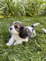 Copper, a male Cavalier King Charles Spaniel for sale in Portland, OR – 3 of 3