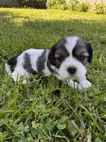 Copper, a male Cavalier King Charles Spaniel for sale in Portland, OR – 4 of 4