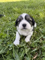 Copper, a male Cavalier King Charles Spaniel for sale in Portland, OR – 3 of 4