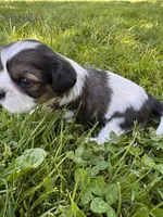 Copper, a male Cavalier King Charles Spaniel for sale in Portland, OR – 2 of 4