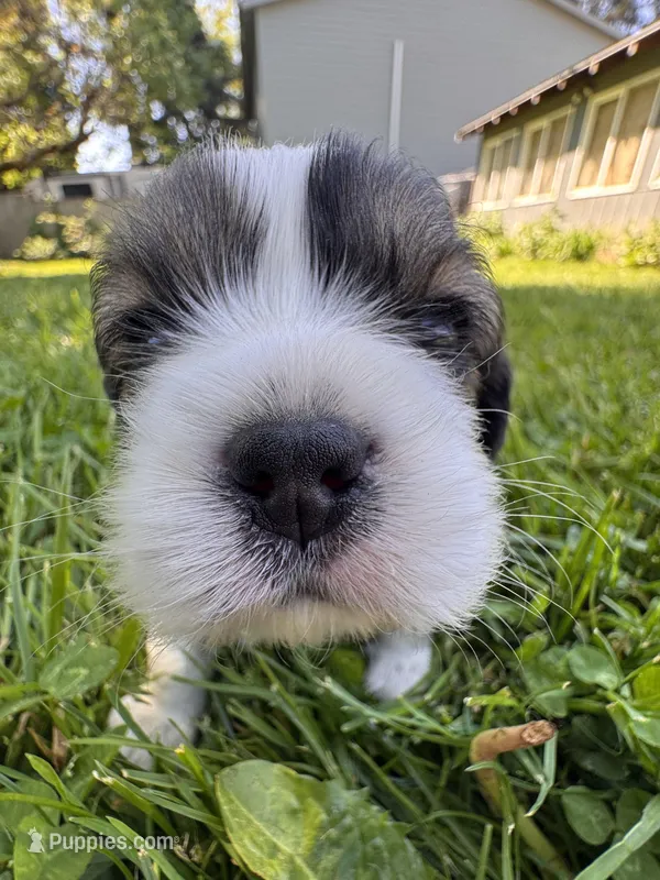 Copper – Cavalier King Charles Spaniel puppy for sale in Portland, OR
