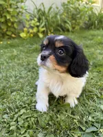 Chester, a male Cavalier King Charles Spaniel for sale in Portland, OR – 2 of 3