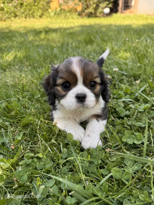 Mellow – Cavalier King Charles Spaniel puppy for sale in Portland, OR