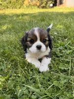 Mellow, a female Cavalier King Charles Spaniel for sale in Portland, OR – 1 of 2