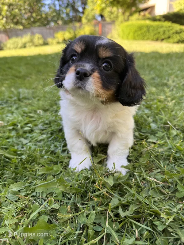 Chester – Cavalier King Charles Spaniel puppy for sale in Portland, OR