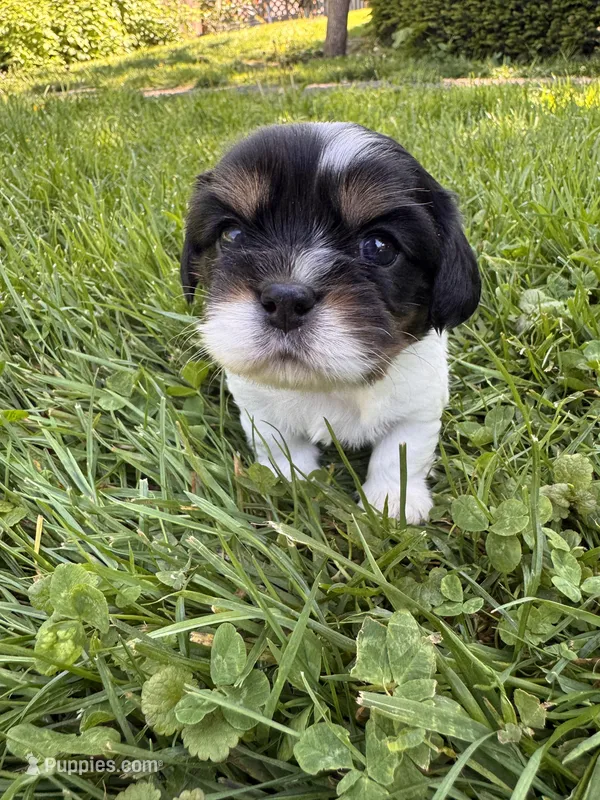 Chester – Cavalier King Charles Spaniel puppy for sale in Portland, OR