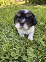 Chester, a male Cavalier King Charles Spaniel for sale in Portland, OR – 1 of 3