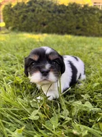 Chester, a male Cavalier King Charles Spaniel for sale in Portland, OR – 2 of 3