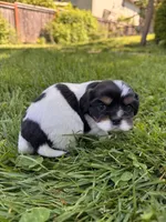 Chester, a male Cavalier King Charles Spaniel for sale in Portland, OR – 3 of 3