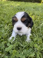 Lyra, a female Cavalier King Charles Spaniel for sale in Portland, OR – 2 of 3