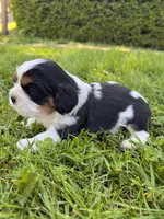 Lyra, a female Cavalier King Charles Spaniel for sale in Portland, OR – 3 of 3