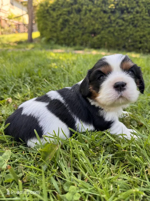 Lyra – Cavalier King Charles Spaniel puppy for sale in Portland, OR