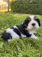 Lyra, a female Cavalier King Charles Spaniel for sale in Portland, OR – 1 of 3