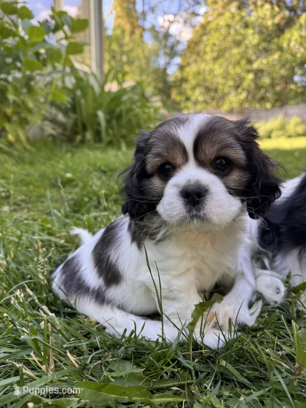 Copper – Cavalier King Charles Spaniel puppy for sale in Portland, OR
