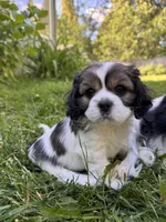 Copper, a male Cavalier King Charles Spaniel for sale in Portland, OR – 1 of 3