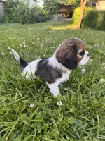 Mika, a female Cavalier King Charles Spaniel for sale in Portland, OR – 3 of 4