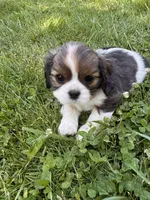 Mellow, a female Cavalier King Charles Spaniel for sale in Portland, OR – 2 of 2