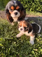 Mika, a female Cavalier King Charles Spaniel for sale in Portland, OR – 4 of 4