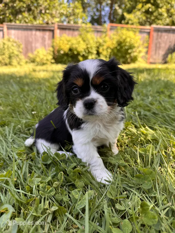 Lucy – Cavalier King Charles Spaniel puppy for sale in Portland, OR