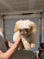 Toy Poodle, a male Poodle - Toy  for sale in Ennis, TX – 4 of 4