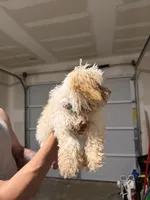 Toy Poodle, a male Poodle - Toy  for sale in Ennis, TX – 3 of 4
