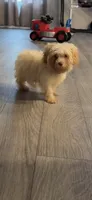 Toy Poodle, a male Poodle - Toy  for sale in Ennis, TX – 2 of 4