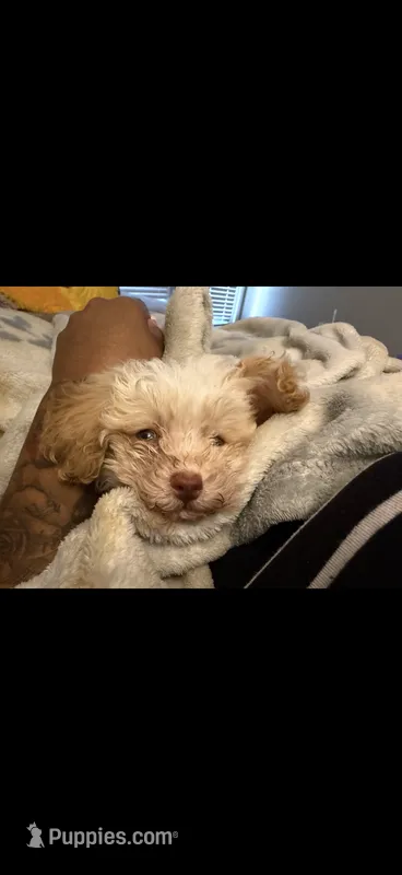Toy Poodle – Poodle - Toy  puppy for sale in Ennis, TX