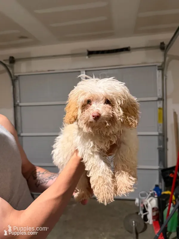 Toy Poodle – Poodle - Toy  puppy for sale in Ennis, TX