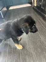 Poppy, a female German Shepherd Dog for sale in Orland Park, IL – 2 of 3