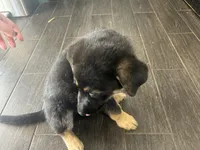 Poppy, a female German Shepherd Dog for sale in Orland Park, IL – 3 of 3
