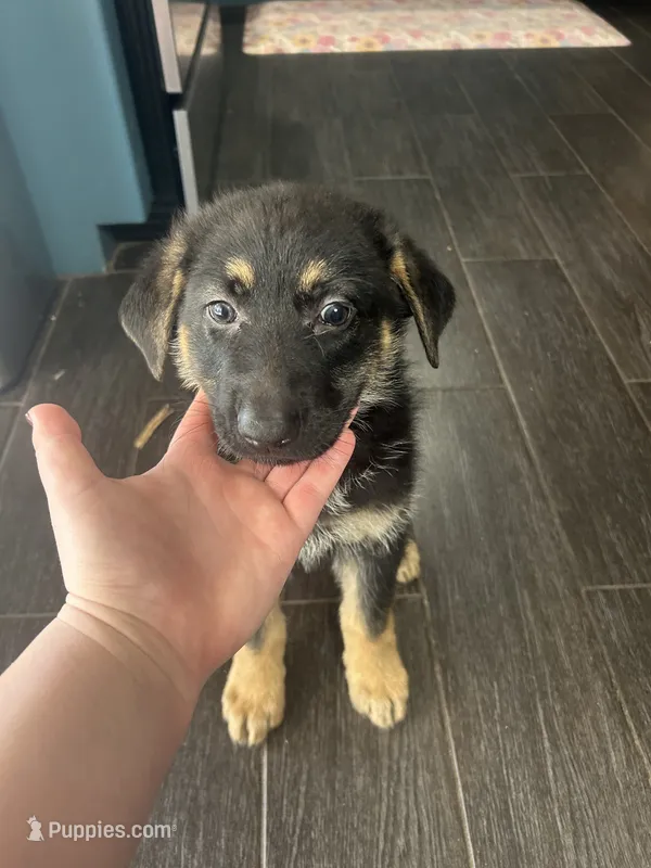 Poppy – German Shepherd Dog puppy for sale in Orland Park, IL