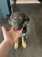 Poppy, a female German Shepherd Dog for sale in Orland Park, IL – 1 of 3