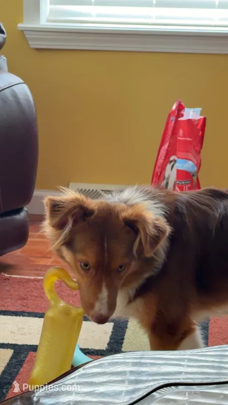 Sonny – Toy Australian Shepherd puppy for sale in Madison, VA