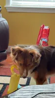 Sonny, a male Toy Australian Shepherd for sale in Madison, VA – 1 of 2