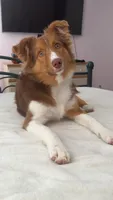 Sonny, a male Toy Australian Shepherd for sale in Madison, VA – 2 of 2