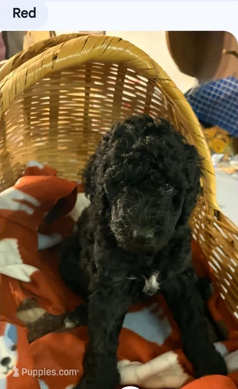 Black with white girl – Poodle - Standard  puppy for sale in Clover, SC