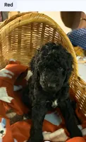 Black with white girl, a female Poodle - Standard  for sale in Clover, SC – 1 of 3