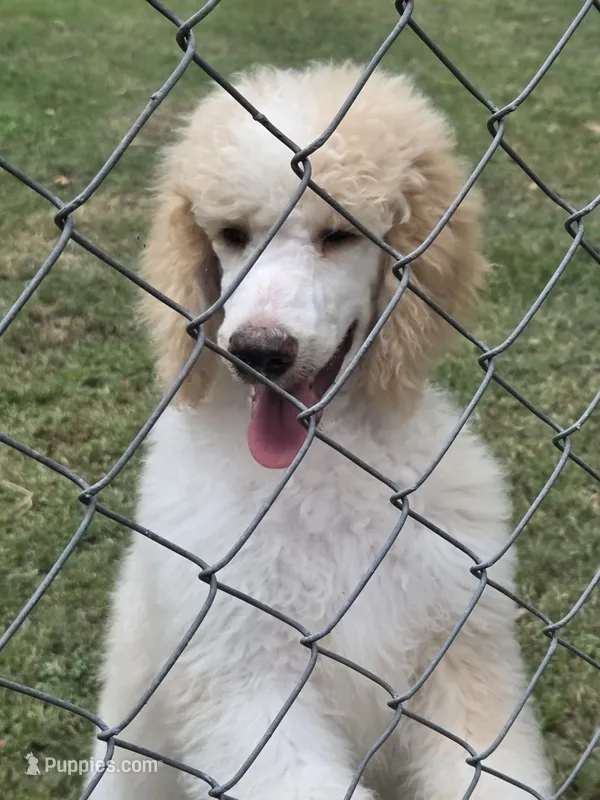Cream parti boy – Poodle - Standard  puppy for sale in Clover, SC