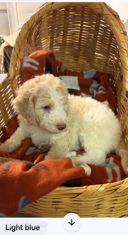 Light blue boy – Poodle - Standard  puppy for sale in Clover, SC