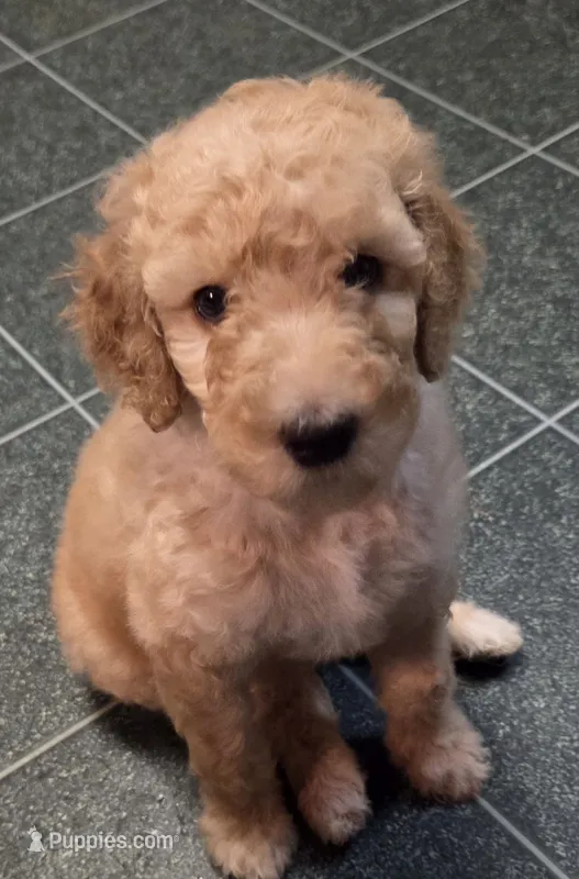 Apricot girl – Poodle - Standard  puppy for sale in Clover, SC