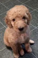 Apricot girl, a female Poodle - Standard  for sale in Clover, SC – 2 of 2