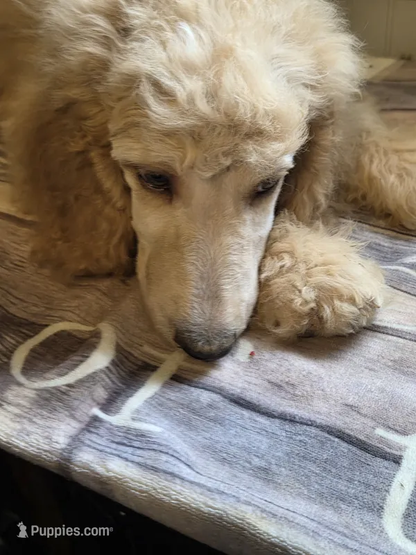 Brown boy – Poodle - Standard  puppy for sale in Clover, SC