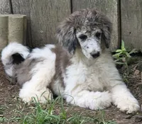 White/silver, a female Poodle - Standard  for sale in Clover, SC – 2 of 2