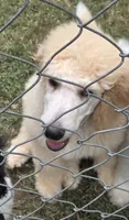 Cream boy, a male Poodle - Standard  for sale in Clover, SC – 2 of 4