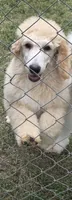 Cream boy, a male Poodle - Standard  for sale in Clover, SC – 3 of 4