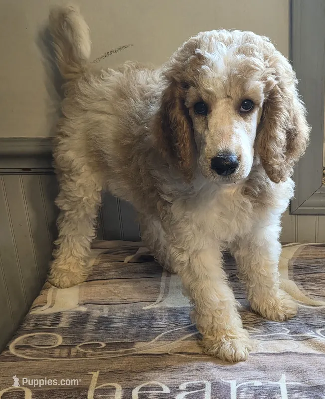 Lime green boy – Poodle - Standard  puppy for sale in Clover, SC