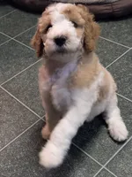 Dark green boy, a male Poodle - Standard  for sale in Clover, SC – 3 of 3