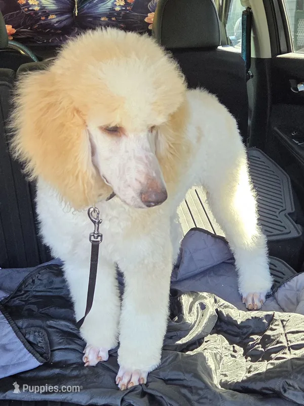 Cream parti boy – Poodle - Standard  puppy for sale in Clover, SC